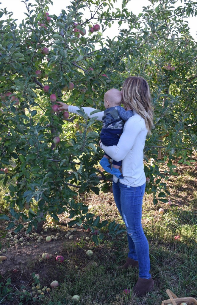 2- When apple picking you can be shaded by the apple trees, making it much cooler. Make sure to bring jackets to layer on, so you don't have to cut your trip short.