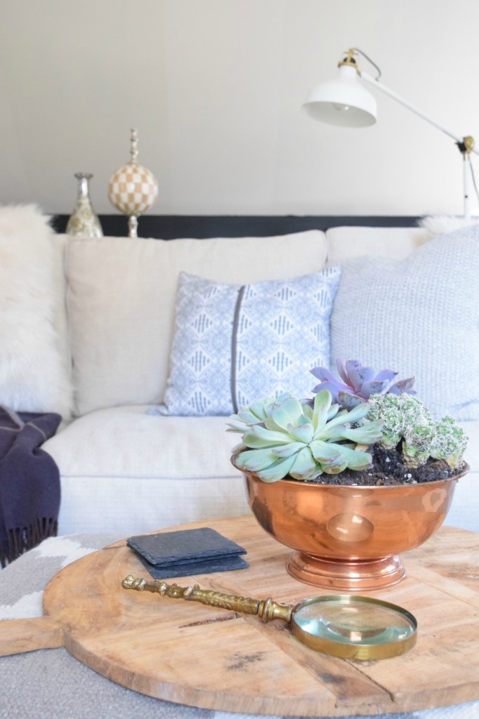 Succulents the best house plants and how to use them in your home