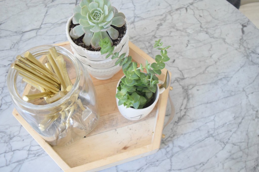 Succulents the best house plants and how to use them in your home