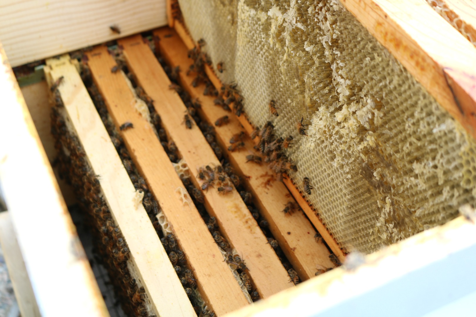 Bee Keeping- Q&A Top Bee Keeping Questions Answered