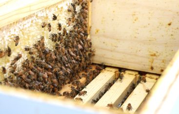 Bee Keeping- Q&A Top Bee Keeping Questions Answered