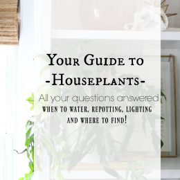 Easiest Houseplants to keep alive- Why I LOVE houseplants