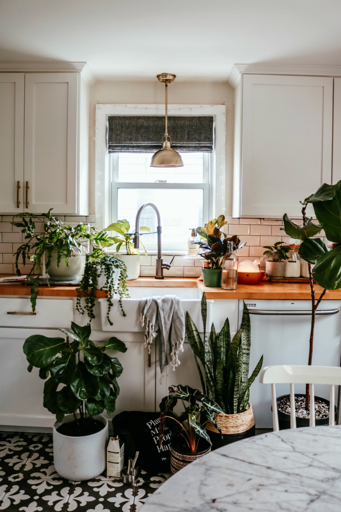 When to Fertilize Houseplants and Repot