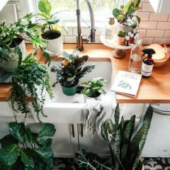 When to Fertilize Houseplants and Repot