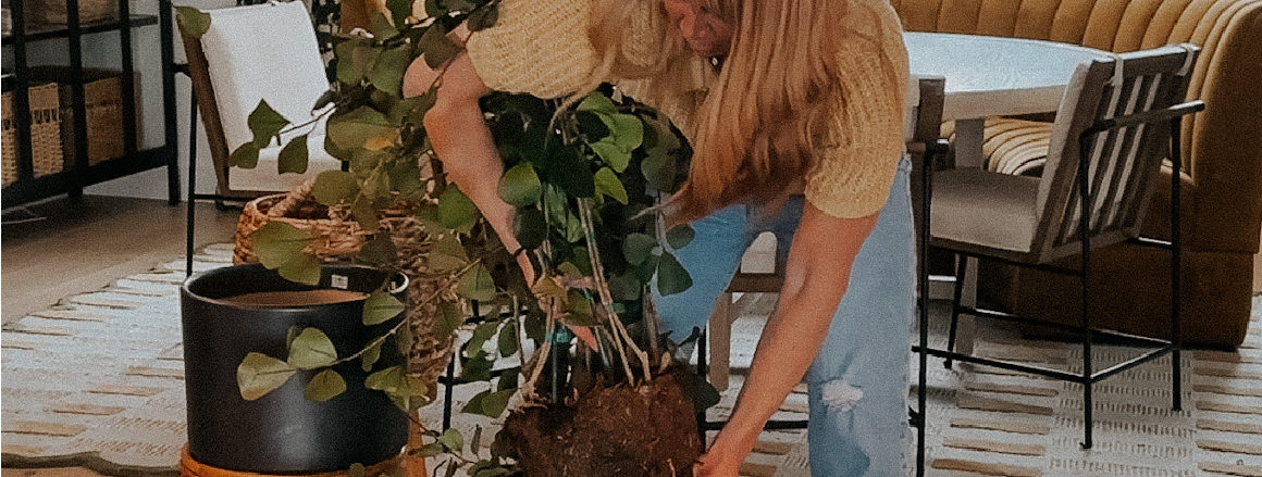 Repotting Houseplants Tips- Repotting my Ficus Triangularius